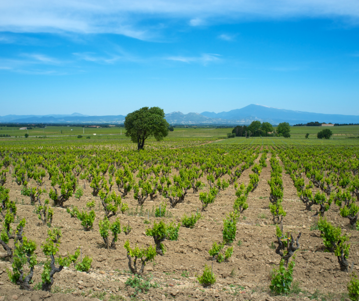 Vignobles du plateau Campbeau à CHATEAUNEUF DE GADAGNE