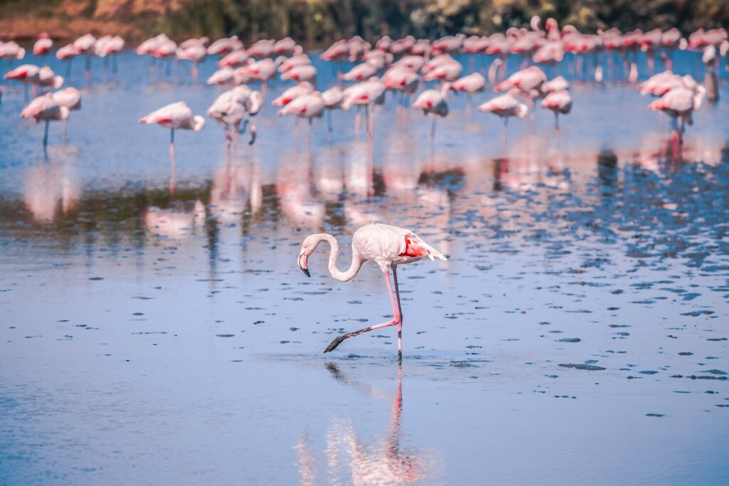 arles et la camargue