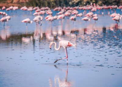 arles et la camargue